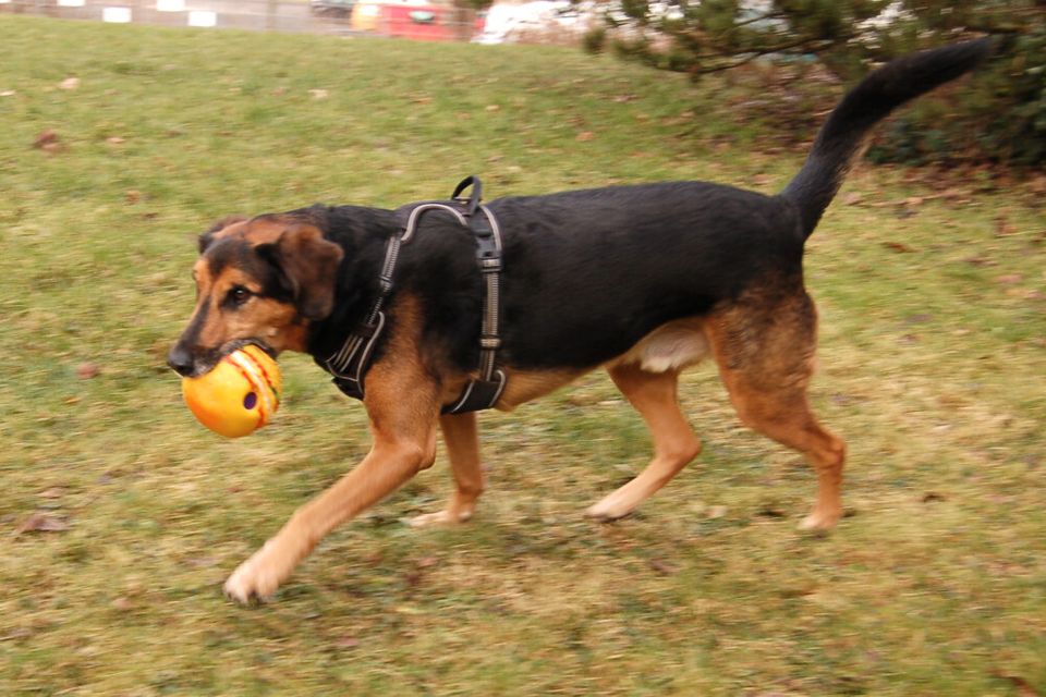 Snorre, Schäfer-Mix, 6 Jahre, männlich, Tierhilfe Franken e.V. in Lauf a.d. Pegnitz