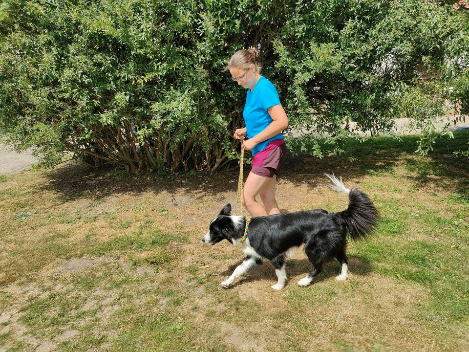 Hundetraining für den Alltag mit Spiel und Spaß in Kodersdorf
