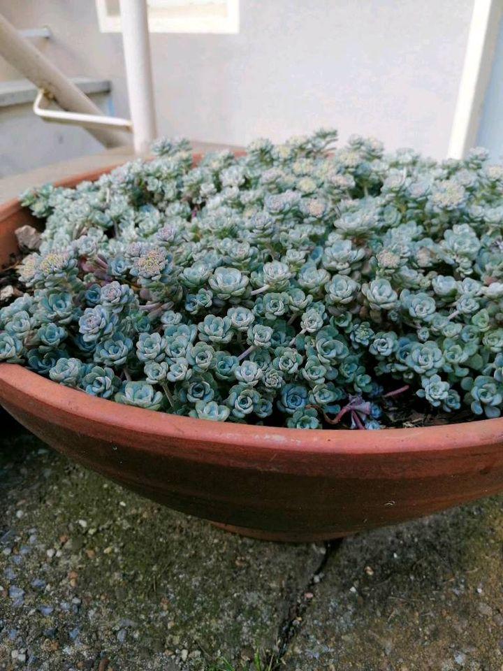 SPATELBLÄTTRIGES GARTEN FETTBLATT 'CAPE BLANCO' SEDUM FETTHENNE in Herne