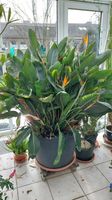 Papageienblume, Strelitzia reginae, Paradiesvogelblume 145cm Höhe Nordrhein-Westfalen - Erkrath Vorschau