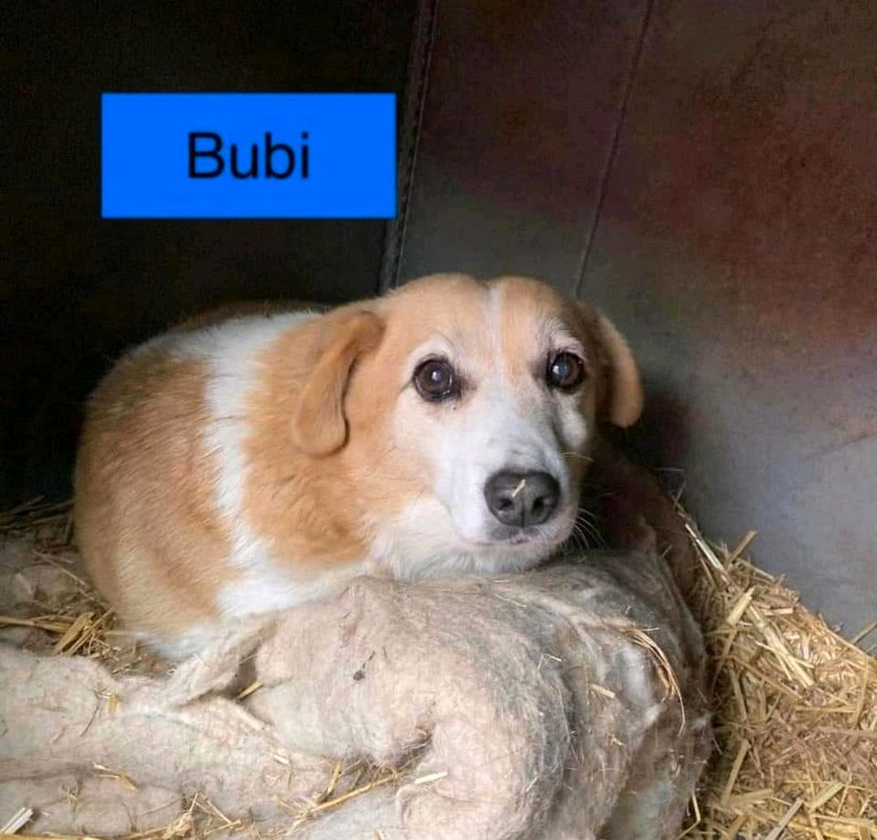 Bubi sucht seine Kuschelpartner in Egeln