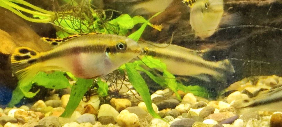 Purpur Prachtbarsch Königscichlide Aquarienfische Zierfische in Ilsede