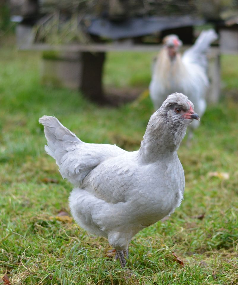 Bruteier Lavender Araucana - Grünleger / Türkisleger in Gerstungen