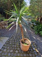 Yucca recurvifiolia, Palmlilie, winterhart Nordrhein-Westfalen - Jülich Vorschau