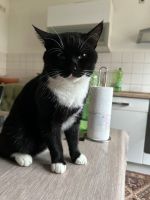 Ich suche Meinen entlaufenen Kater Nordrhein-Westfalen - Moers Vorschau