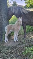 Hengst Fohlen Perlino Shetty Shetland Pony. Wie Cremello Sachsen - Mügeln Vorschau