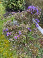 Zierstrauch „Graue Alpenrose“ für den Garten abzugeben Bochum - Bochum-Mitte Vorschau