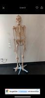 Lebensgroßes menschliches Skelett-Modell Baden-Württemberg - Lauterstein Vorschau