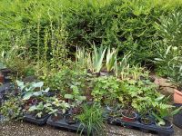 Garten- und Zimmperpflanzen zu gunsten der Streunerhilfe-AB Bayern - Obernburg Vorschau