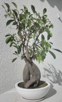 Ficus retusa Indoor-Bonsai. Hessen - Offenbach Vorschau