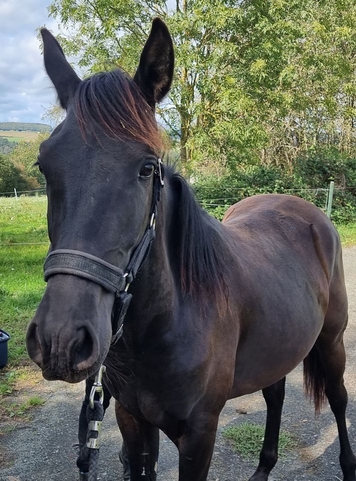 Pferd, Junghengst, Lusitano, APSL, vom Züchter, Papiere in Steinsberg Rhein-Lahn-Kreis