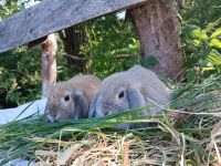 Mini Lop Hasen Bayern - Markt Wald Vorschau