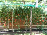 20 Tomatensamen, Baum tomaten bis 4m hoch. Bayern - Hebertsfelden Vorschau