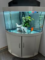 Aquarium trigon 190  mit 2 Diskus Fische komplett abzugeben Nordrhein-Westfalen - Witten Vorschau