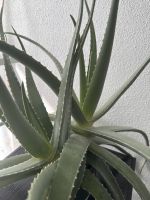 Aloe Vera Pflanze Heilpflanze Baden-Württemberg - Laupheim Vorschau