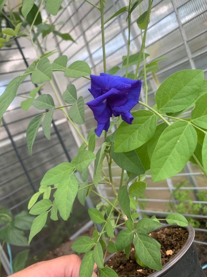 Butterfly Pea Flower Schmetterlingserbse blaue Klitorie Anchan in Frankfurt (Oder)