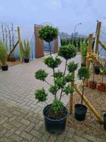 Formgehölze, Bonsai, Gartenbonsai, Ilex crenata Niedersachsen - Sögel Vorschau