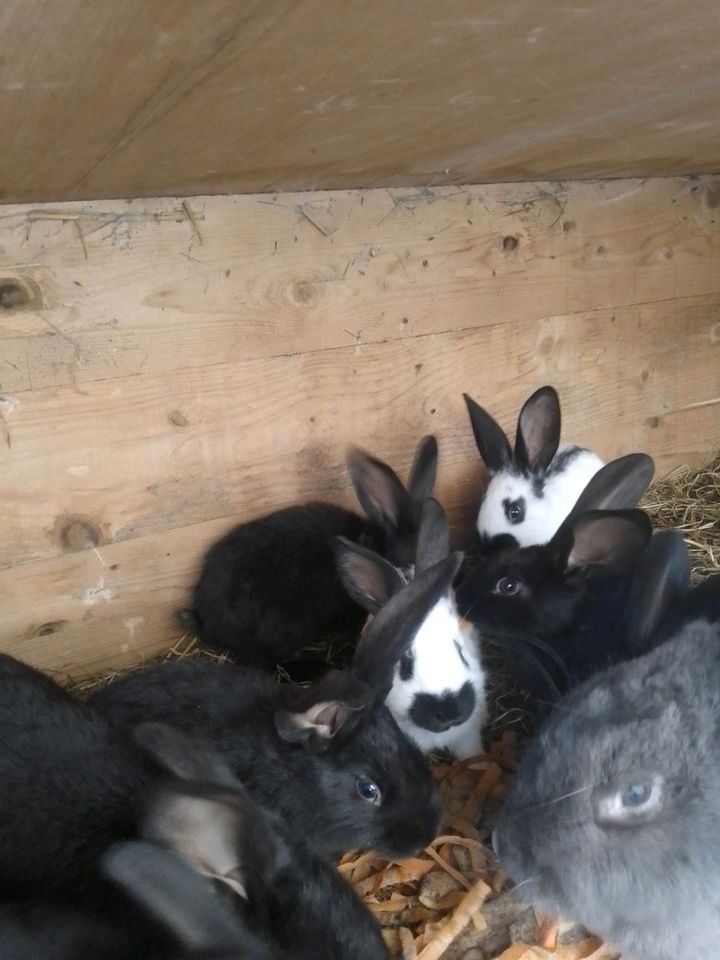 Kaninchen Deutsche Riesen Kaninchen Mix in Drochtersen