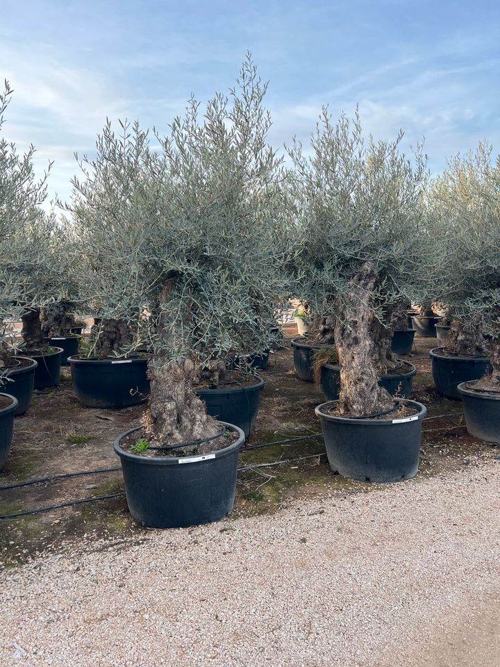 Olea europea winterhart Olivenbaum urig knorrig alt in Altlußheim