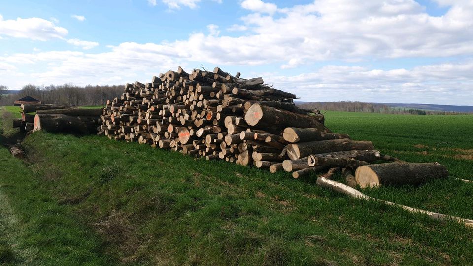 Fichte Brennholz zu verkaufen auch Buche Kaminholz Anfeuerholz in Nieheim