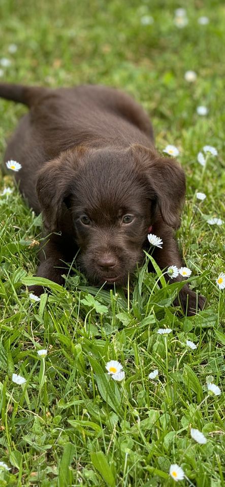 Labradoodle Welpen braun Medium Pudel Labrador mit Ahnentafel in Einbeck