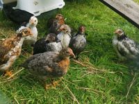 Hühner Kücken mix Niedersachsen - Saterland Vorschau