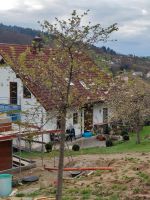 Zierkirsche Baum Baden-Württemberg - Bühlertal Vorschau