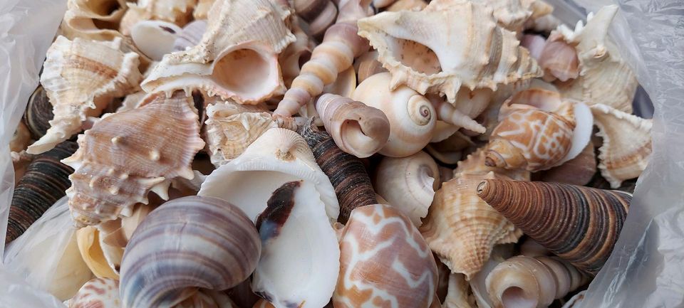 Muscheln 1,7 KG als Deko in Marl