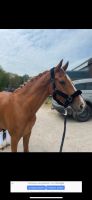 Braves Pony sucht Reitbeteiligung Nordrhein-Westfalen - Mönchengladbach Vorschau