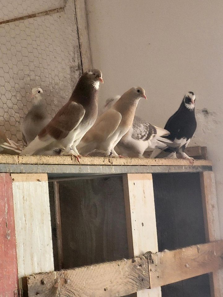 Tauben zu verkaufen in Memmingen