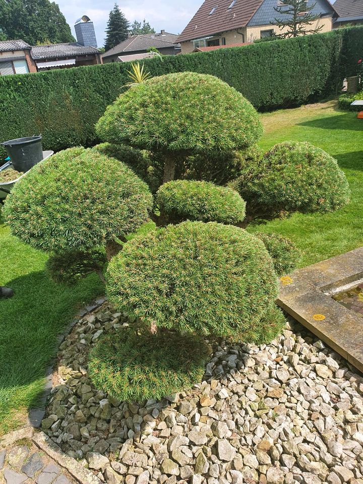 SARDAS Garten- & Hausmeisterservice in Stadthagen