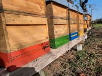 Bienenvölker auf Zanderrähmchen Bayern - Zeil Vorschau