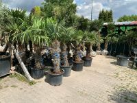 Hanfpalme Trachycarpus Fortunei Winterhart Topf 70/80 cm Stamm Nordrhein-Westfalen - Recklinghausen Vorschau