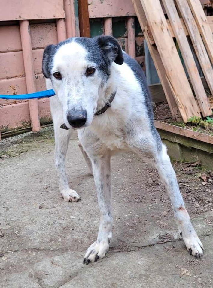 ZIGY -- sanft, höflich, katzenfreundlich in Limburg