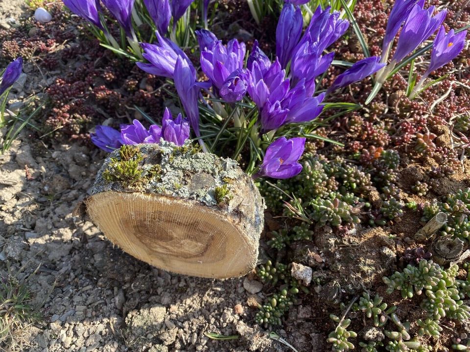 Holz - Baumscheiben mit dunklem Kern von einem Apfelbaum in Schlema