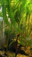 Aquarium Pflanzen abzugeben Brandenburg - Ahrensfelde Vorschau