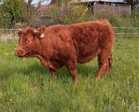 Schottisches Hochlandrind/Highland Cattle Hessen - Neustadt Vorschau