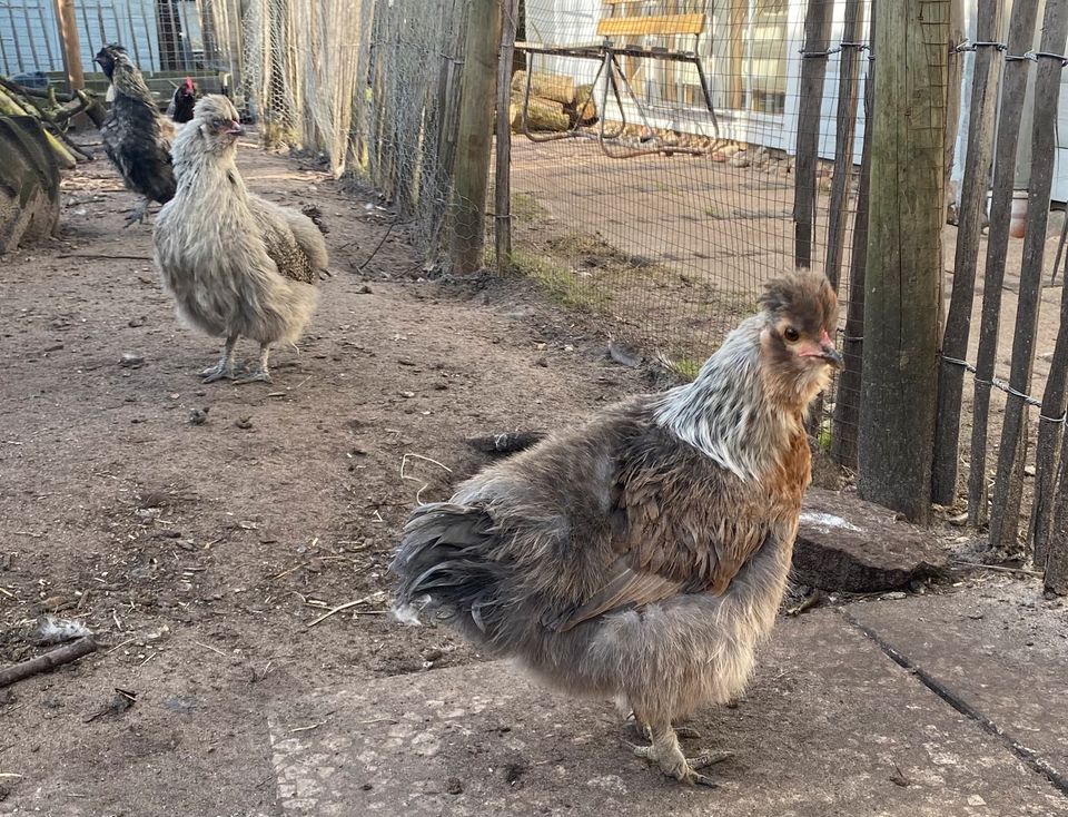 Junge Hühnertruppe abzugeben, Hennen, Zwergseidenhuhn in Winsen (Luhe)