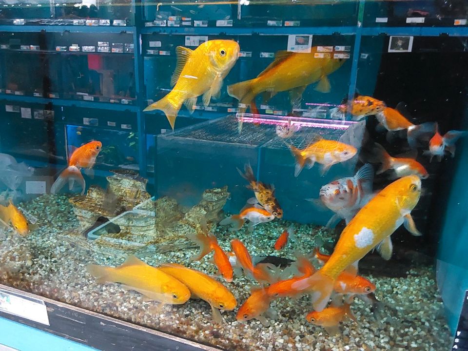 Verschiedene Varianten Goldfische in Eggenfelden