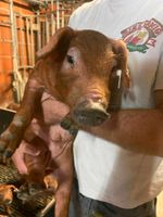 Duroc Ferkel Schwein Bayern - Meitingen Vorschau