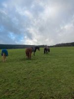 Offenstall Pferde Stall Weide Rheinland-Pfalz - Spessart Vorschau