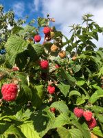 Himbeeren Pflanzen (Sommer) Schleswig-Holstein - Eggebek Vorschau