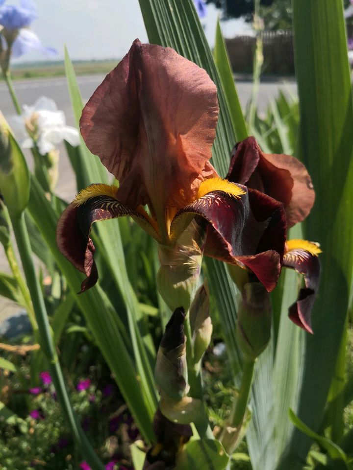 Schwertlilie Iris "Louvois" dunkel braun / kupfer in Willich