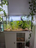 Aquarium (126 L) komplett mit Fische Baden-Württemberg - Lörrach Vorschau