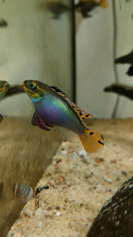 Pelvicachromis kribensis Moliwe in Olpe