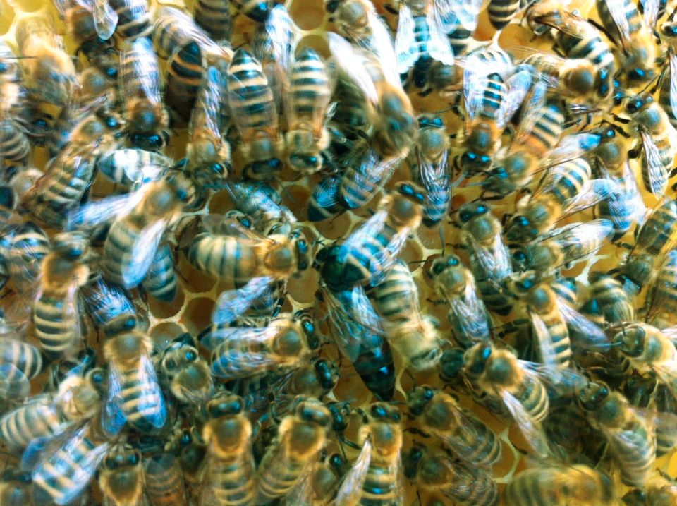 Honig Bienenhonig Imkerhonig aus Hobbyimkerei DIB Glas in Mittweida