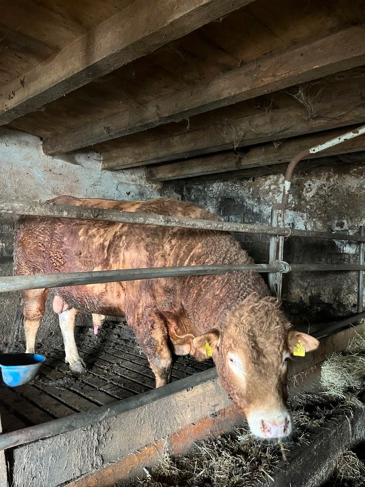 Deckbulle Limousin gen. Hornlos in Freiamt