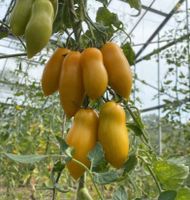 Märchengold, 10 Bio Tomatensamen, Leipzig - Leipzig, Zentrum Vorschau