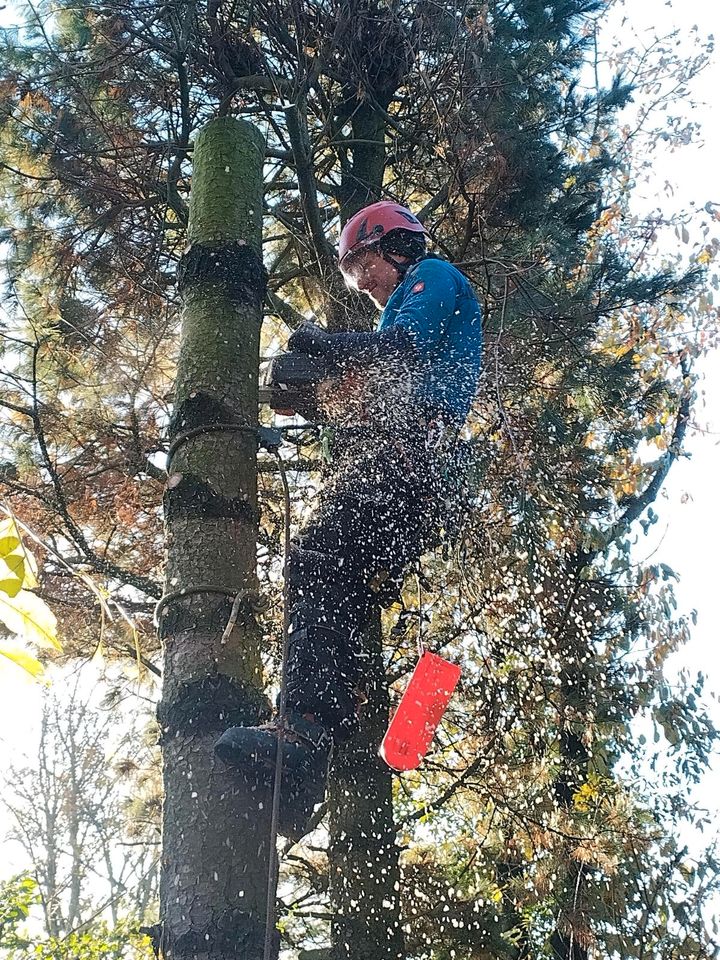 Baumpflege, Baumfällung, Heckenschnitt, Gartenarbeit, Rückschnitt in Welver