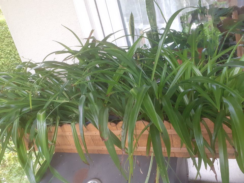 Grünlilie Chlorophytum Pflanze Ableger pflegeleicht Zimmerpflanze in Iserlohn